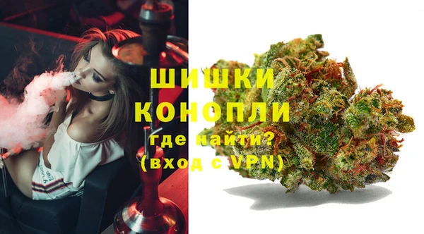 сатива Бородино